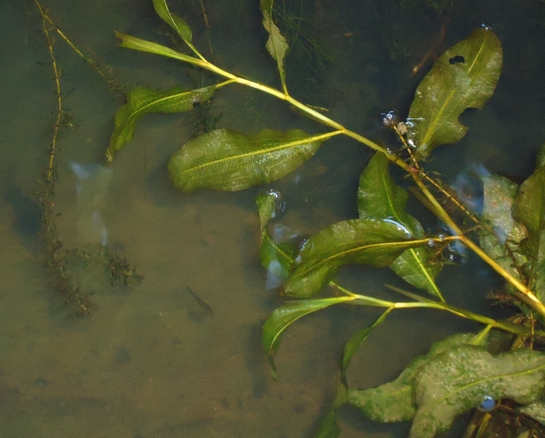 Glanzend Fonteinkruid Potamogeton Lucens Misgurnus